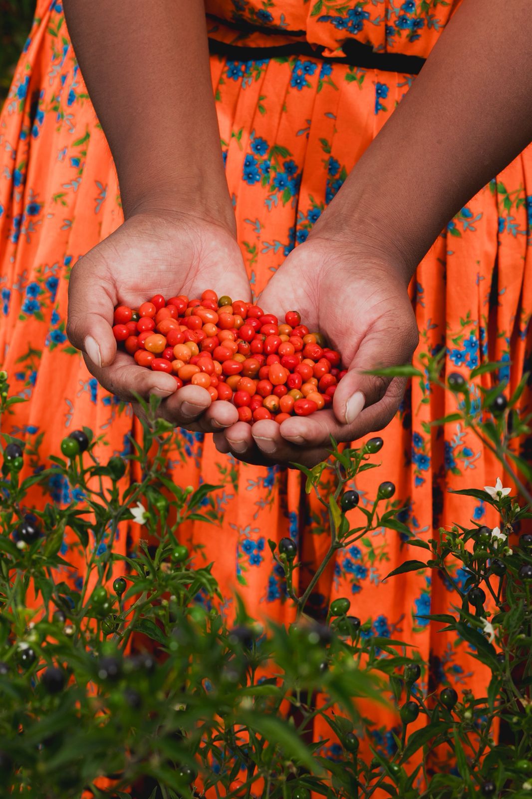 
                  
                    Manos cosechando chiltepines rojos frescos Sal de Aquí – origen artesanal ingredientes silvestres mexicanos
                  
                