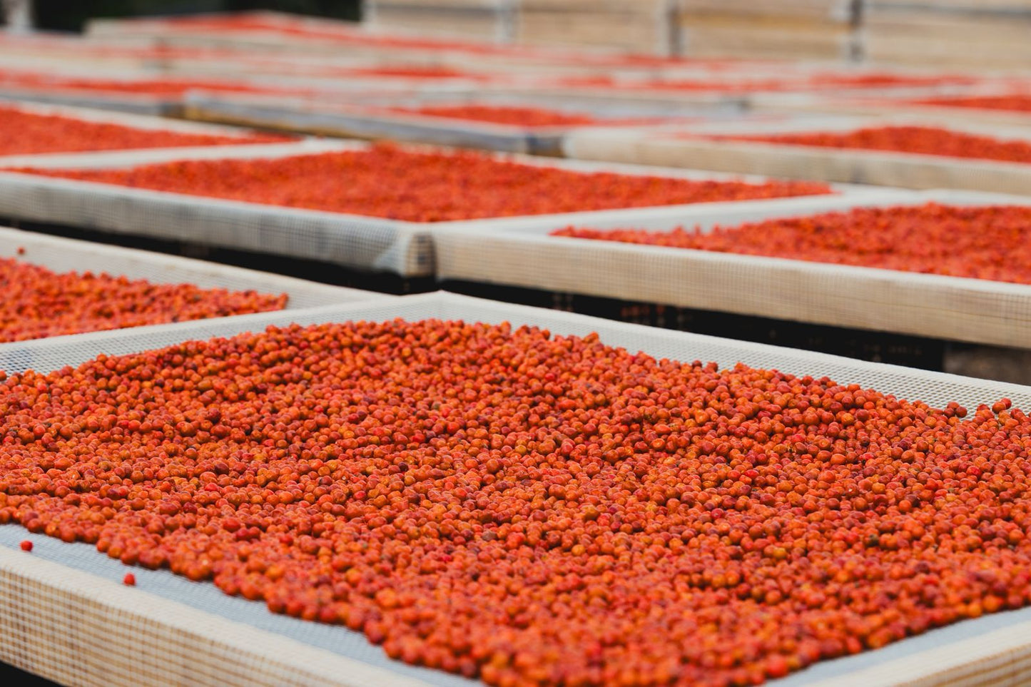 
                  
                    Chiltepines secándose al sol proceso artesanal Sal de Aquí – sal gourmet mexicana ingredientes naturales origen silvestre
                  
                