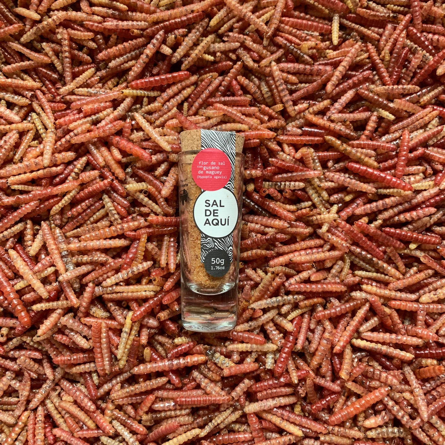 Flor de sal con gusano de maguey Sal de Aquí sobre cama de gusanos reales – sal artesanal mexicana prehispánica para mezcal